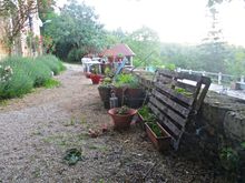 Foggy day with my peas growing up a pallet