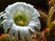 Pretty flower at Kew Gardens.