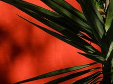 It was a colorful place; pink proteas from ZA, purple iris, blue salvia, green lizards, glicine, green-glass bulbs atop lights, golden frog-tapped drinking fountains, aloes, herbs, a grotto with the founder's wife Susan's statue, a nymphaeum plus the pseudo-Greek Temple of the Sun. The latter had running waters, poinsettias and palms plus quotes from Brit composer/founder William Walton's pieces. Interior designer Simon Verity painted some corny Pompeii brothel action scenes on its walls. 