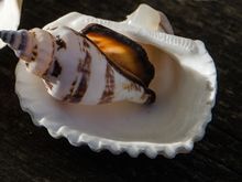 Tiny perfect shells.