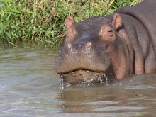 A happy hippo