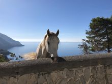 Watching us from the side of a cliff as we make a hairpin turn in Basilicata.