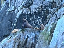 Stellar sea lions on Chiswell islands 