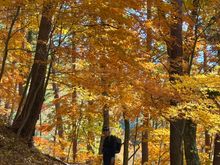Beautiful autumn foliage