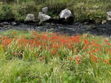 Plenty of wild flowers around