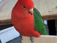 Beautiful red parrot eyeing our meat pies!