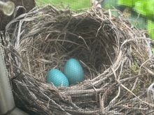 The first two eggs.