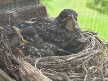 They are getting bigger every day. DH named the Molly, Dolly and Jolly. dolly is the boss, it seems.