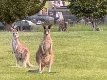 Apparently kangaroos are frequently seen in cemeteries eating the grass!
This was around 8PM. 