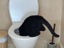 How did this photos sneak in?   Sombra is good-and sick of all this food talk...all she wants its a drink in my bathroom..I do miss her!!