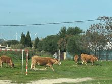Retinta cows in a playground near my "home."
