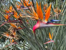 Bird of Paradise are everywhere!