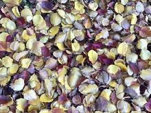 I love autumn 