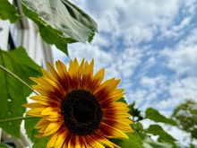 And sunflowers