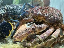 Creatures in the tank