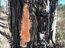 Pine tree bark after a fire, the tree survives