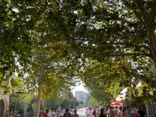 A shady stroll in the city