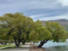 Love these trees along Lake Wanaka