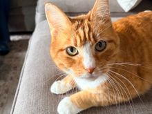 Her cat. He’s truly been a lifesaver this past year. Just by existing. 