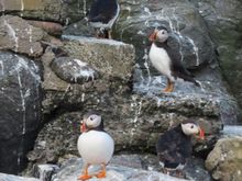 Puffins - Farne Islands 