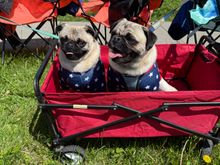 Our grand pup Clover (left) and her brother Lucky at the Memorial Day parade today.