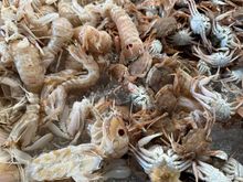 Look at the size of these crabs; we had them at EL BARET in the dish they term "Mosquito"