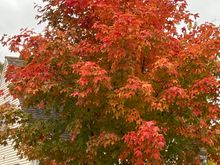 another Red/orange Maple.