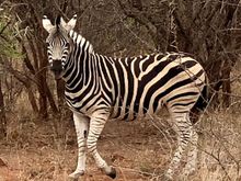 Zebra posing for photo