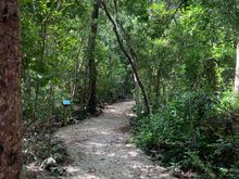Another trail at Pennekamp state park 