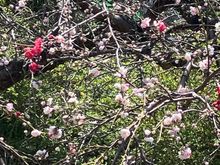 Variegated cherry tree - Ueno park