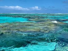 Coral is so close to the ocean surface 
