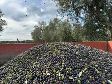 Minus most of the leaves and twigs, the olives will head to the nearby frantic to be pressed into oil