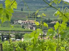 Another view of the vineyards