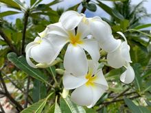 For the plumeria lovers!