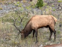 This is known as a 5 by 5 bull elk. He has an 8 cow harem so he is a good fighter.