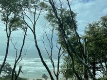 Another tree / beach shot