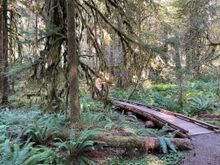 Boardwalk on the trail