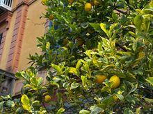 Lemon trees in hotel garden