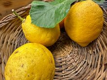Sorrento lemons