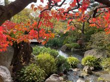 My Japanese Gardens yesterday. 