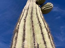 The mighty saguaro 