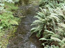 This is a little creek that leads into the Hoh River
