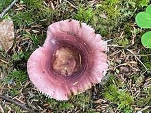 ...and this mushroom