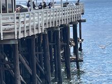 End of the Wharf, I am using the term loosely, see the next picture