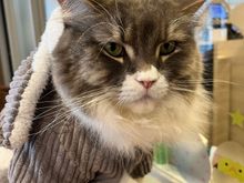 Furry friend at cat cafe 