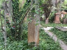 Spanish moss is just cool and pretty