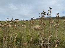 Very pretty pastoral scene near Viscri village