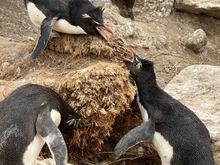 Rockhopper penguins having some kind of dispute. Probably over a female, lol!