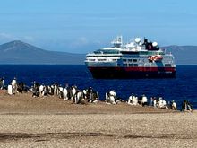 Gentoo penguins waving goodbye to us