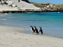 The Three Amigos (Magellanics) after taking a swim 